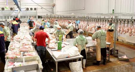 新疆洛浦 白條鴨“飛”進北京，互聯網銷售鋪就特色農產品新通路